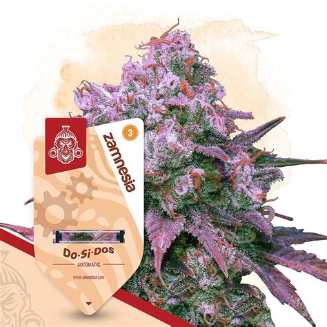 zemnesia|Buy Cannabis Seeds 